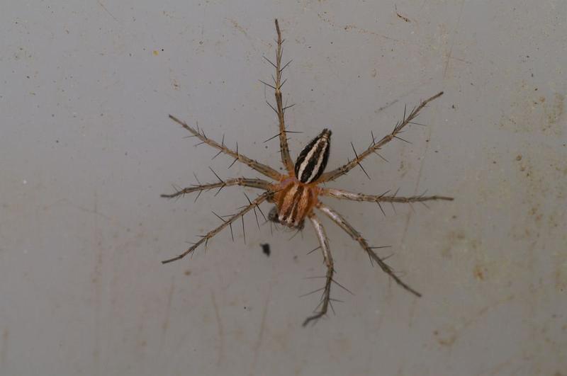 Oxyopes_ZZ606_D7735_Z_89_North Stradbroke island_Australie.jpg